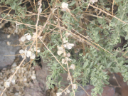 shadscale saltbush (Atriplex confertifolia ) 